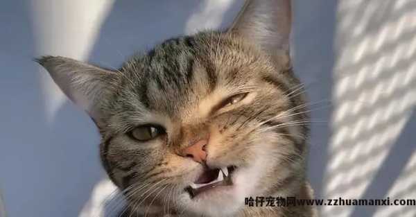 洗猫袋好用(yòng)吗(猫咪洗猫袋好用(yòng)吗)