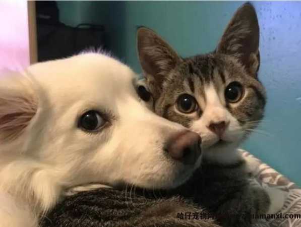 猫的速度排第几位(猫的速度排第几名)