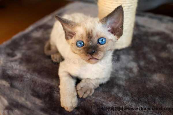 德文(wén)卷毛猫基因缺陷(德文(wén)卷毛猫容易得病吗)
