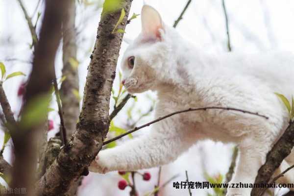德文(wén)卷毛猫基因缺陷(德文(wén)卷毛猫容易得病吗)