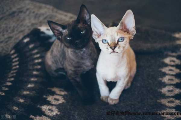 德文(wén)卷毛猫基因缺陷(德文(wén)卷毛猫容易得病吗)