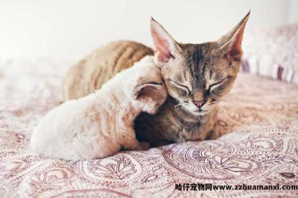 德文(wén)卷毛猫基因缺陷(德文(wén)卷毛猫容易得病吗)