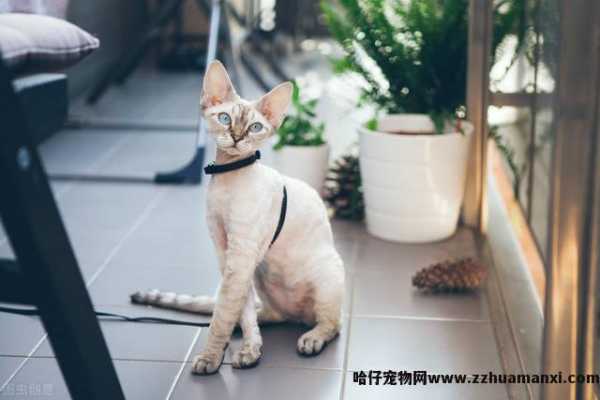 德文(wén)卷毛猫基因缺陷(德文(wén)卷毛猫容易得病吗)