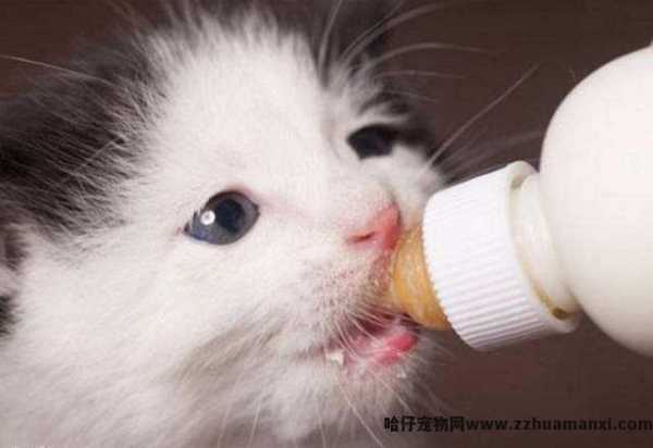 猫能(néng)喝(hē)羊奶吗(成年猫能(néng)喝(hē)羊奶吗)