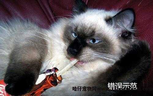 猫能(néng)喝(hē)羊奶吗(成年猫能(néng)喝(hē)羊奶吗)