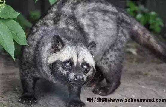 猫屎咖啡真的是猫屎吗(猫屎咖啡真有(yǒu)猫屎吗)