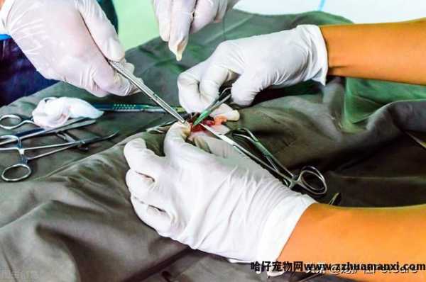 母猫绝育是切哪里(母猫绝育是切掉什么)