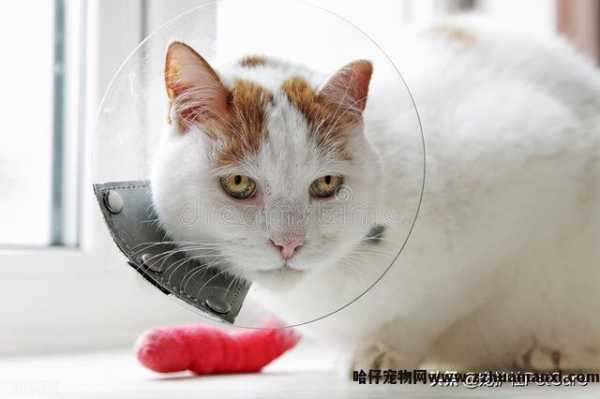 母猫绝育是切哪里(母猫绝育是切掉什么)
