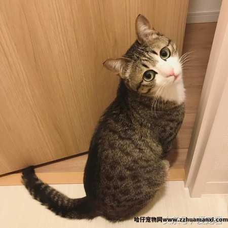 猫能(néng)吃鸡骨头吗(猫可(kě)以吃鸡骨头吗)