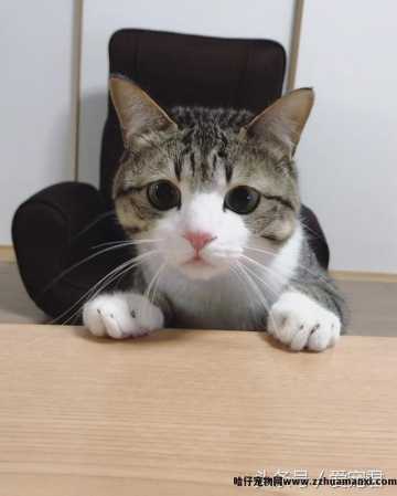 猫能(néng)吃鸡骨头吗(猫可(kě)以吃鸡骨头吗)