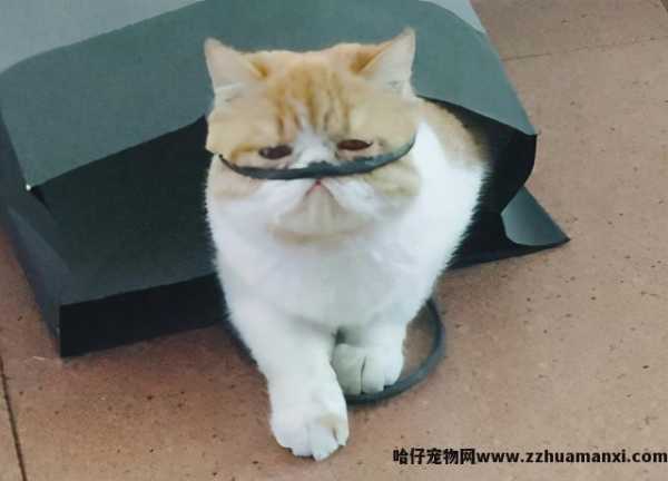 加菲猫性格脾气好吗(加菲猫的脾气性格)