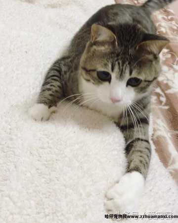 猫能(néng)吃鸡骨头吗(猫可(kě)以吃鸡骨头吗)