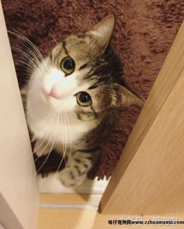猫能(néng)吃鸡骨头吗(猫可(kě)以吃鸡骨头吗)