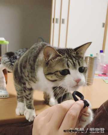 猫能(néng)吃鸡骨头吗(猫可(kě)以吃鸡骨头吗)