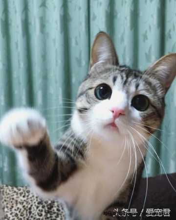 猫能(néng)吃鸡骨头吗(猫可(kě)以吃鸡骨头吗)