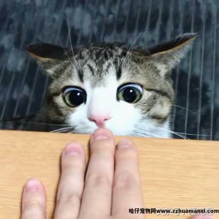 猫能(néng)吃鸡骨头吗(猫可(kě)以吃鸡骨头吗)