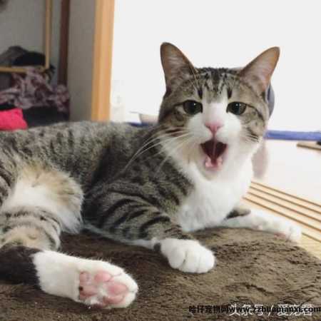 猫能(néng)吃鸡骨头吗(猫可(kě)以吃鸡骨头吗)