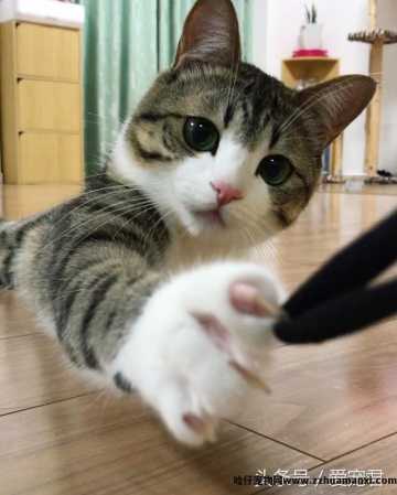 猫能(néng)吃鸡骨头吗(猫可(kě)以吃鸡骨头吗)