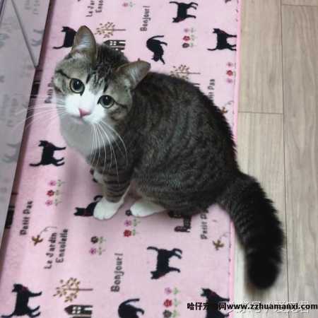 猫能(néng)吃鸡骨头吗(猫可(kě)以吃鸡骨头吗)