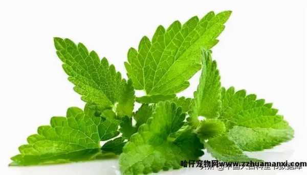 猫薄荷和薄荷的區(qū)别是哪些(猫薄荷和薄荷的區(qū)别图片)