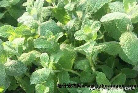 猫薄荷和薄荷的區(qū)别是哪些(猫薄荷和薄荷的區(qū)别图片)