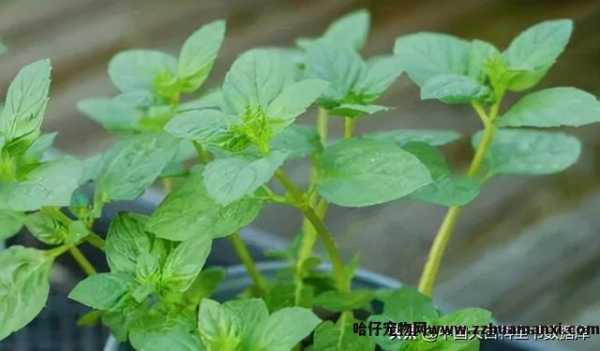 猫薄荷和薄荷的區(qū)别是哪些(猫薄荷和薄荷的區(qū)别图片)
