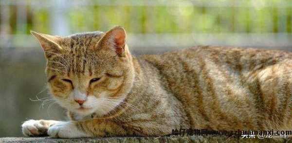 猫滴虫怎么治疗(猫滴虫怎么治疗效果好)