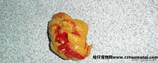 猫滴虫怎么治疗(猫滴虫怎么治疗效果好)
