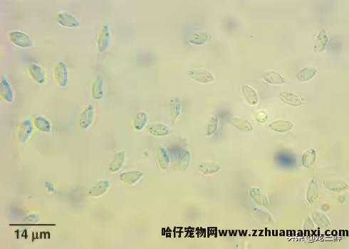 猫滴虫怎么治疗(猫滴虫怎么治疗效果好)