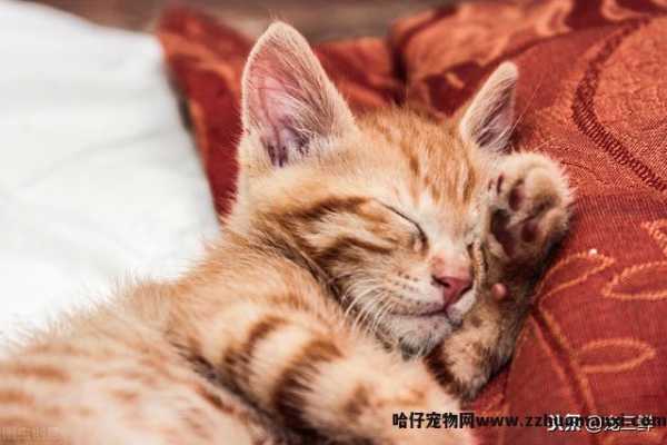 猫滴虫怎么治疗(猫滴虫怎么治疗效果好)