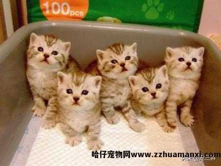 猫滴虫怎么治疗(猫滴虫怎么治疗效果好)