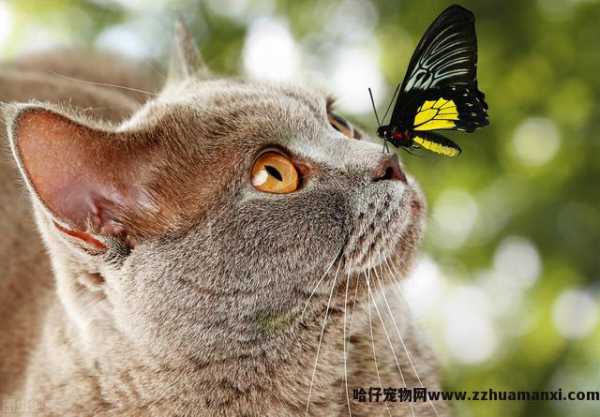 猫咪鼻子不通气怎么办(猫咪鼻子不通气吃什么药)
