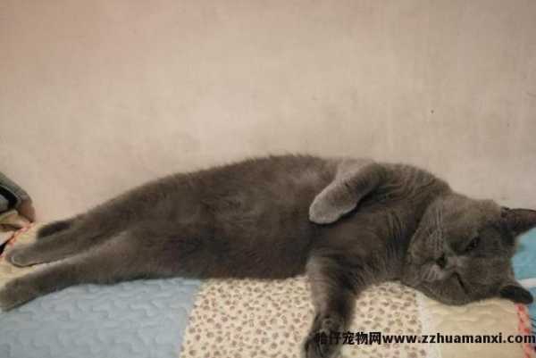 猫咪的睡姿及其解析(猫咪睡姿看性格)