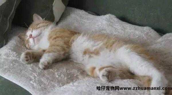 猫咪的睡姿及其解析(猫咪睡姿看性格)