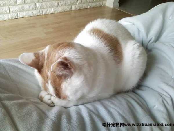 猫咪的睡姿及其解析(猫咪睡姿看性格)