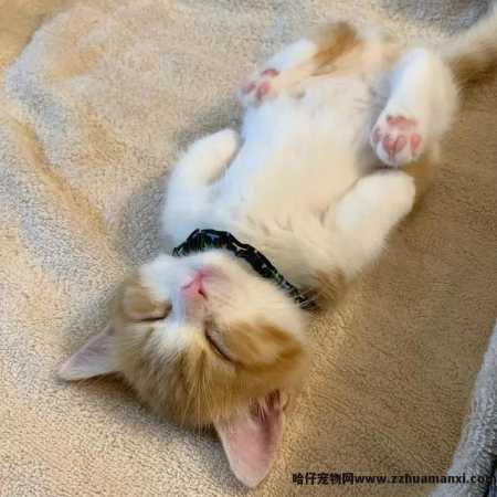 猫咪的睡姿及其解析(猫咪睡姿看性格)