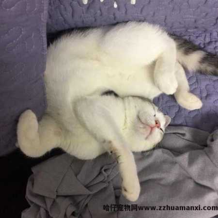 猫咪的睡姿及其解析(猫咪睡姿看性格)