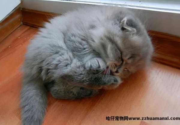 猫咪的睡姿及其解析(猫咪睡姿看性格)