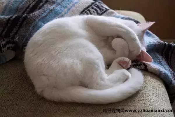 猫咪的睡姿及其解析(猫咪睡姿看性格)