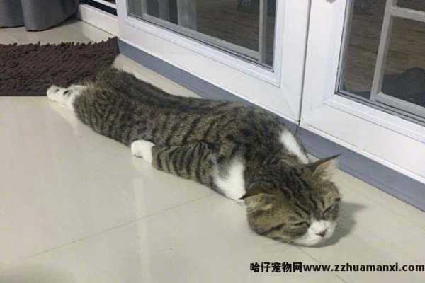 猫咪的睡姿及其解析(猫咪睡姿看性格)