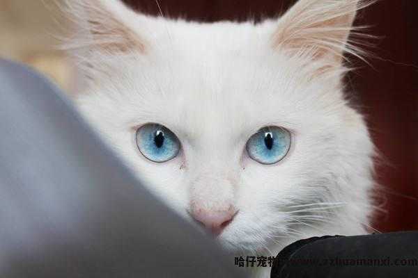 异瞳白猫為(wèi)什么不建议养(白色异瞳猫好养吗)
