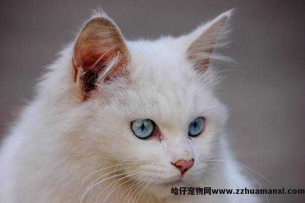 异瞳白猫為(wèi)什么不建议养(白色异瞳猫好养吗)