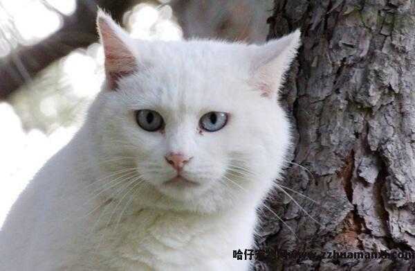 异瞳白猫為(wèi)什么不建议养(白色异瞳猫好养吗)