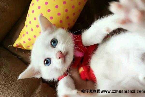异瞳白猫為(wèi)什么不建议养(白色异瞳猫好养吗)