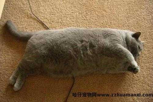 猫體(tǐ)重多(duō)少正常(成年公猫體(tǐ)重多(duō)少正常)