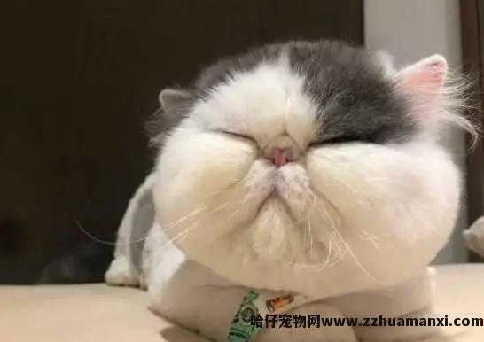 猫體(tǐ)重多(duō)少正常(成年公猫體(tǐ)重多(duō)少正常)