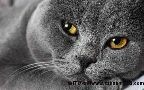 猫體(tǐ)重多(duō)少正常(成年公猫體(tǐ)重多(duō)少正常)