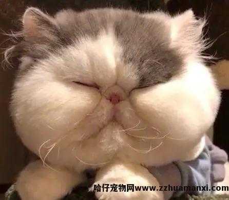 猫體(tǐ)重多(duō)少正常(成年公猫體(tǐ)重多(duō)少正常)