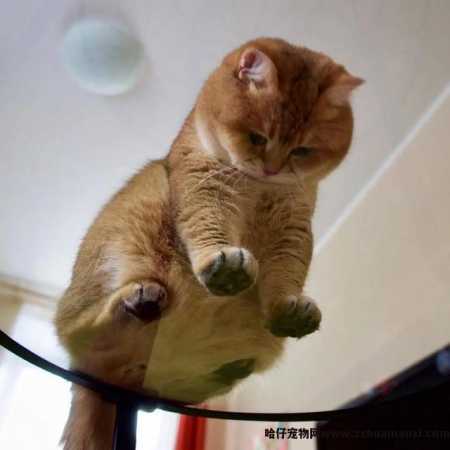 猫體(tǐ)重多(duō)少正常(成年公猫體(tǐ)重多(duō)少正常)