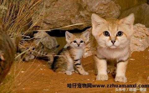 猫会游泳吗(猫会不会游泳)